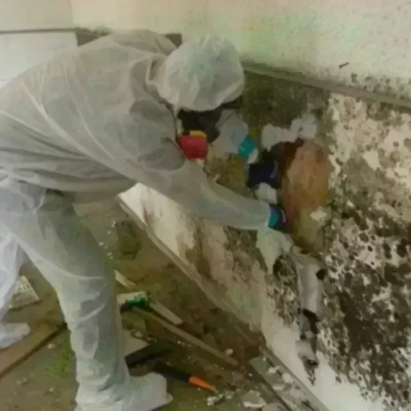 Mold Remediation and Removal in Glassport, PA